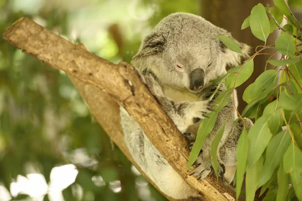 Koala by itself eating.  — Stok fotoğraf